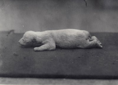 Polar Bear Cub with Eyes Not Yet Open, Lying on a Blanket at London Zoo by Frederick William Bond